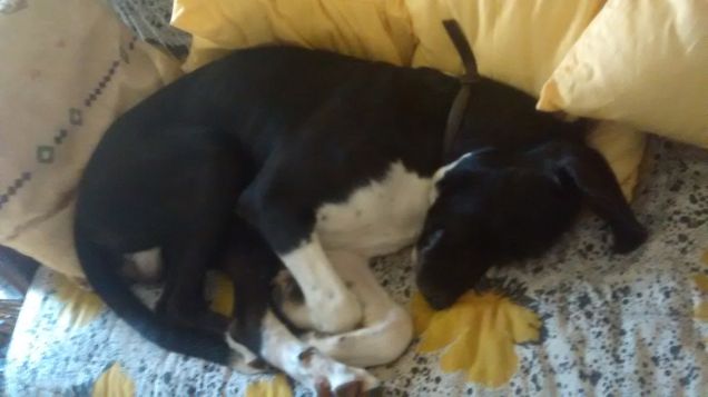 Buona nanna sul divano!