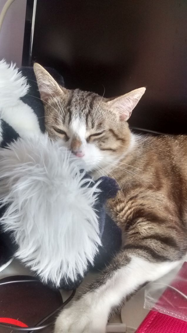 Quanto mi piace dormire sulla puzzola