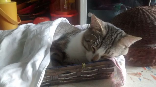 Oramai il cestino del pane è diventato il suo lettino! Guai a chi lo tocca!