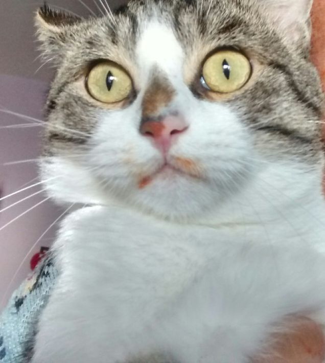 Chi ha finito la pasta?! Io non sono stato!!