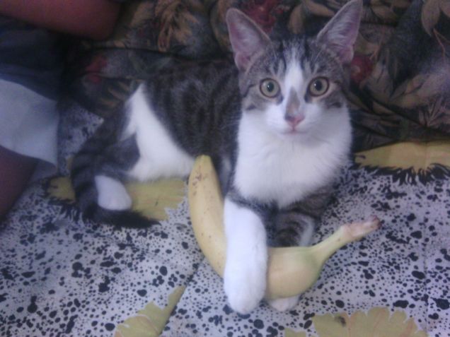 E' mia questa banana!