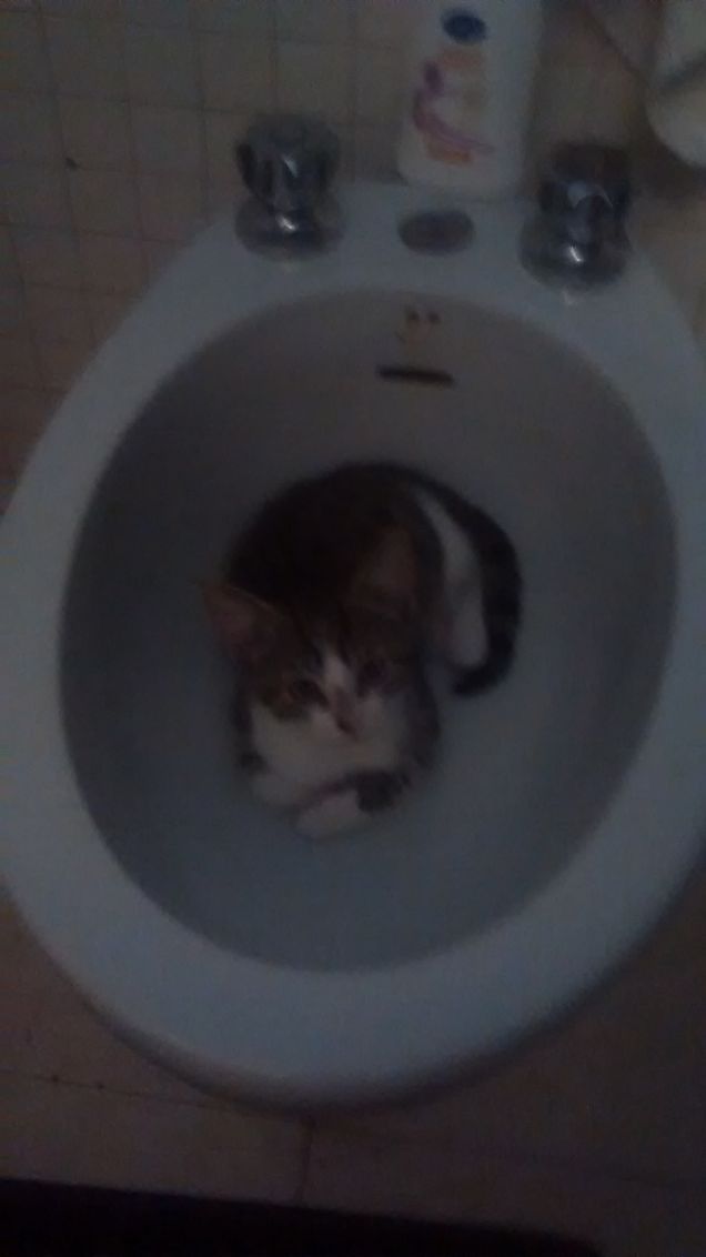 Mamma come hai detto che si chiama questa nuova cuccia?Bidet? Mi piace!