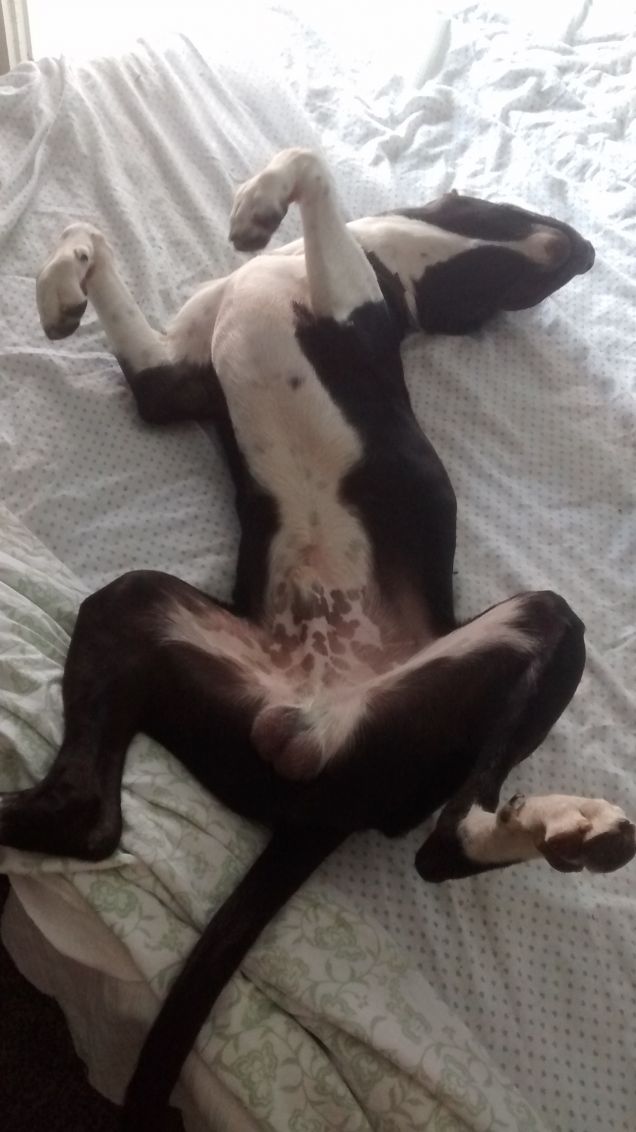 Che vita... da cani!