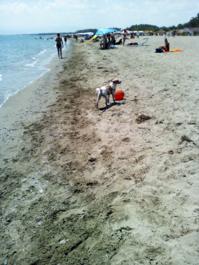 Baloo e il beach soccer