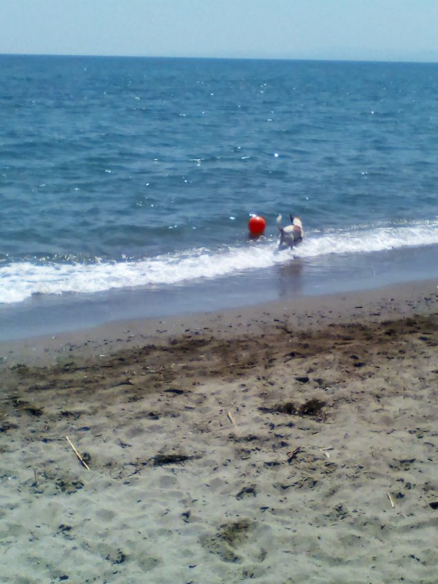 Baloo e la pallanuoto