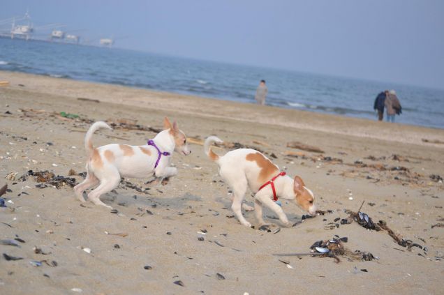 Baloo e Edith in cerca di cozze