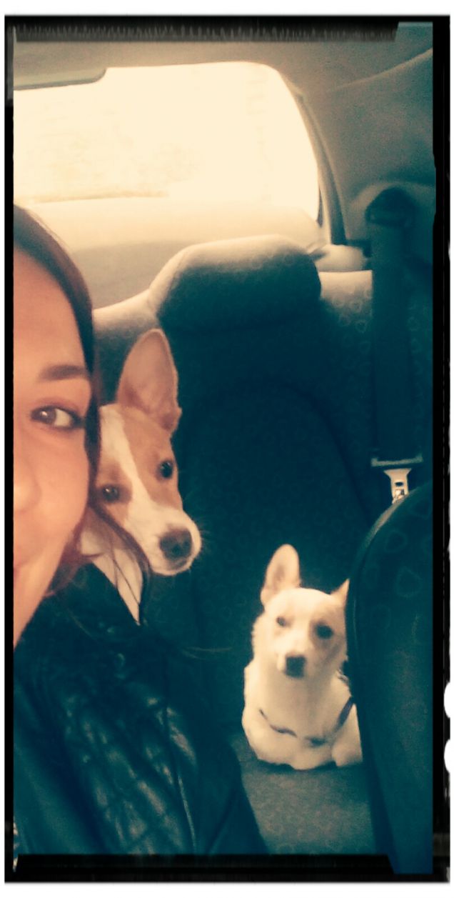 Baloo e  Edith in auto