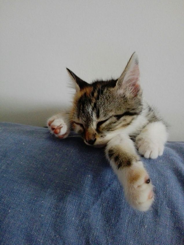 Maya e il sonnellino