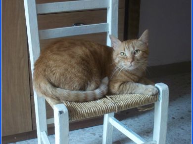 tobia