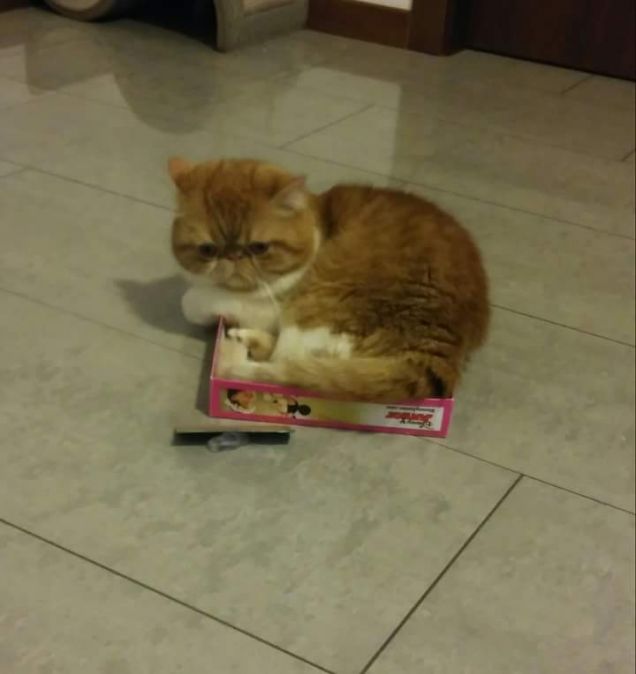 Piccoli mici crescono