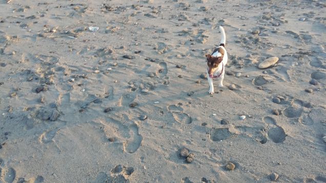 sulla spiaggia