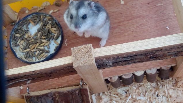 buon appetito Cricco