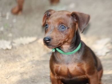 pinscher nano