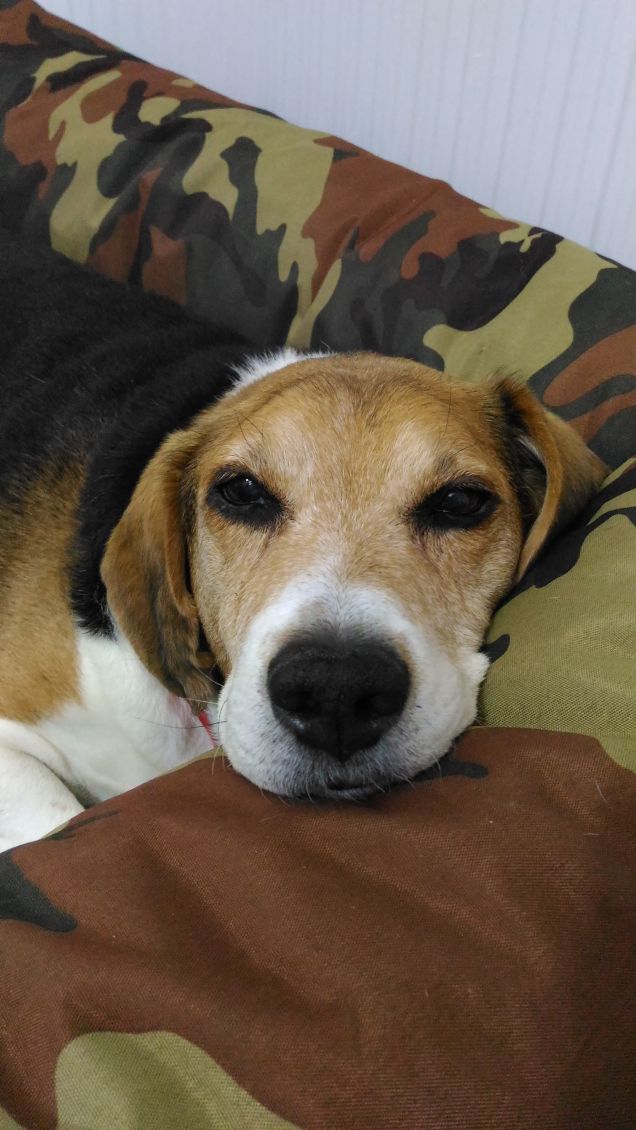 Che stanchezza questo inverno 