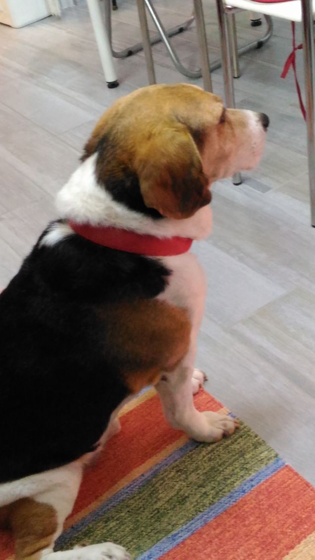 Lou dopo il bagnetto