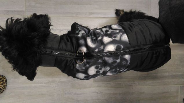 Pronto per la passeggiata 