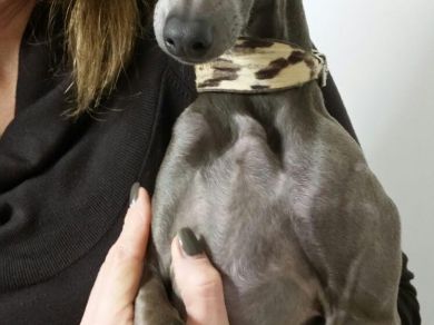 Leopoldino