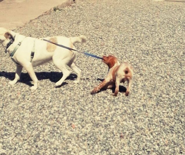 Jackson che sta cercando di portare a passeggio Zoe.