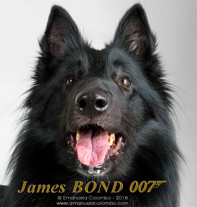 Accoppiamento Alta genealogia. 