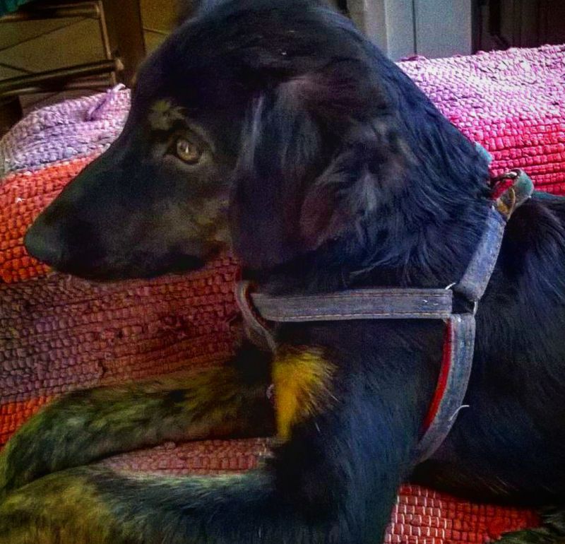 Biagio cucciolo in adozione