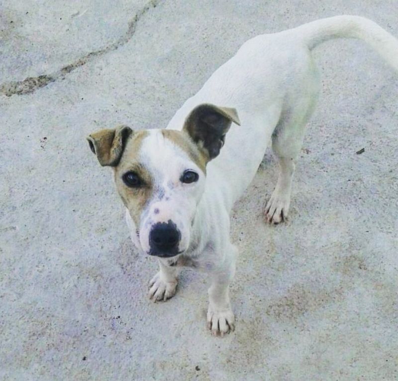 Lucilla jack russell