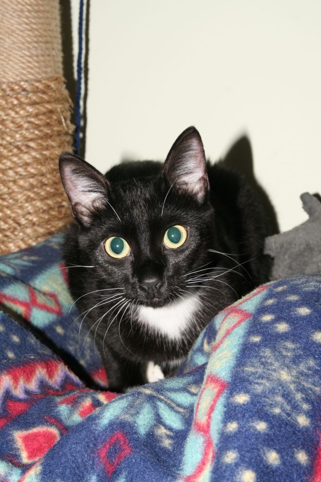 minù in posa per il suo papà umano