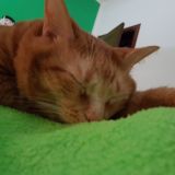 Dormire