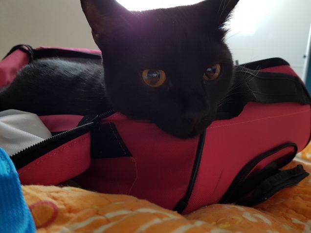 Morfeo e il ritorno dalle ferie