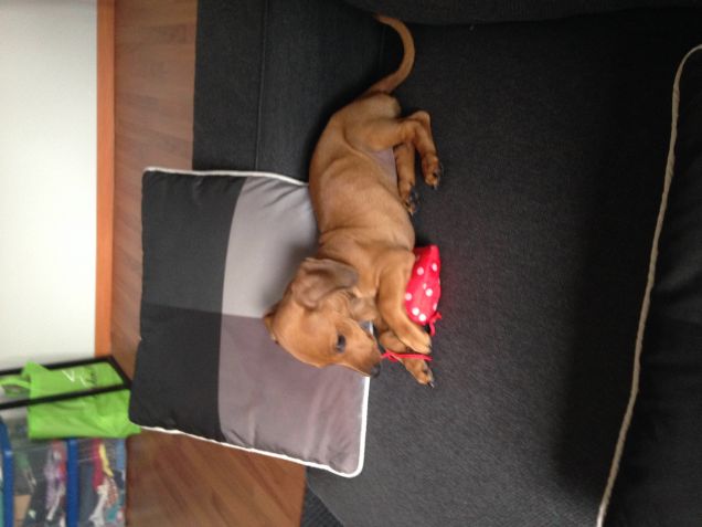 IL MIO  CUCCIOLO DA PICCOLO 