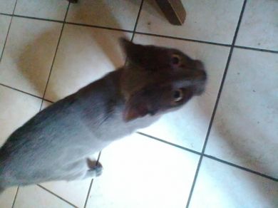 Ozio è Oliver èyuna