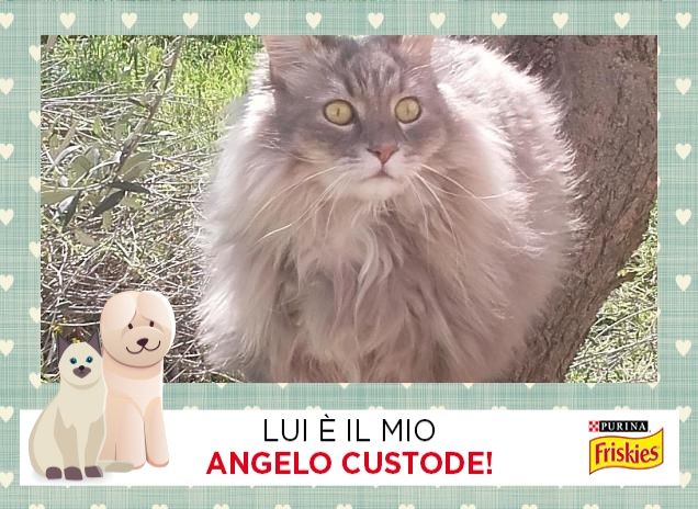 Il mio super micione