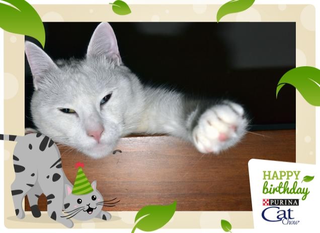 L'amore in una zampa.