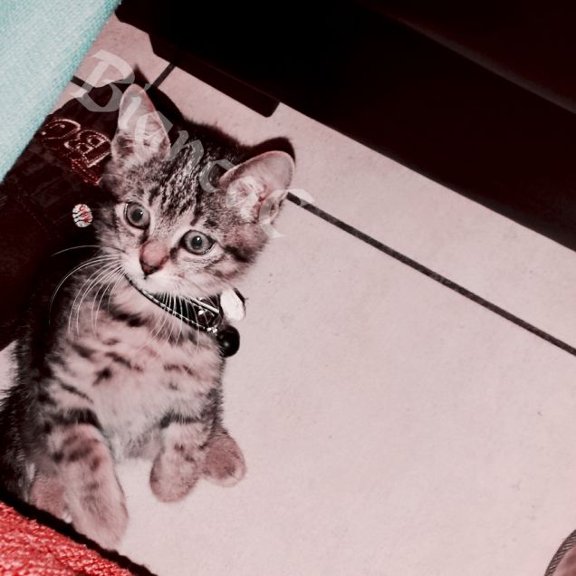 Sofia piccola Sofia piccola Petpassion