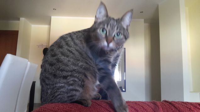 Sofia 10 Novembre 2016-1