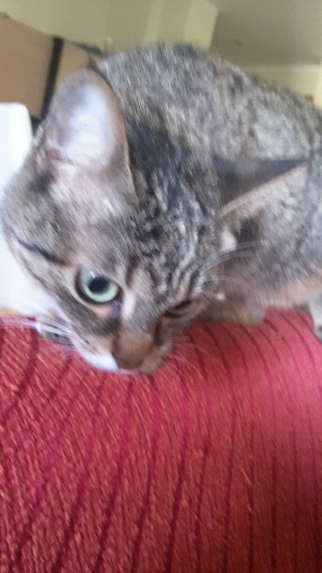 Sofia 10 Novembre 2016 -2