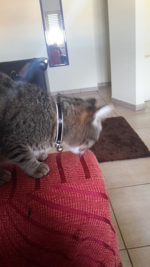 Sofia 10 Novembre 2016-5