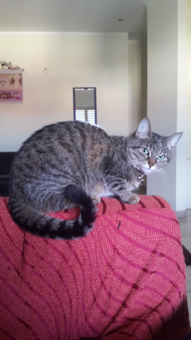 Sofia 10 Novembre 2016 -6