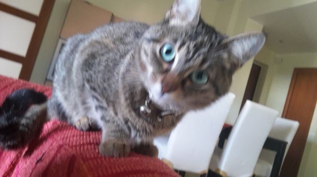 Sofia 10 Novembre 2016 -8