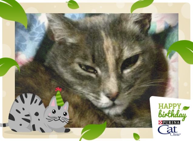 Auguri CatChow!!!
