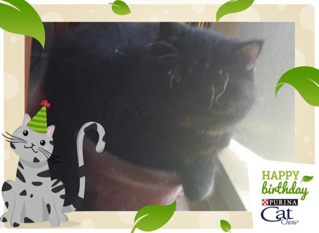 A noi piacciono le pappe 