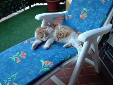 Elvis/Mister/Gigia sono gatti Cler è la mia cagolina