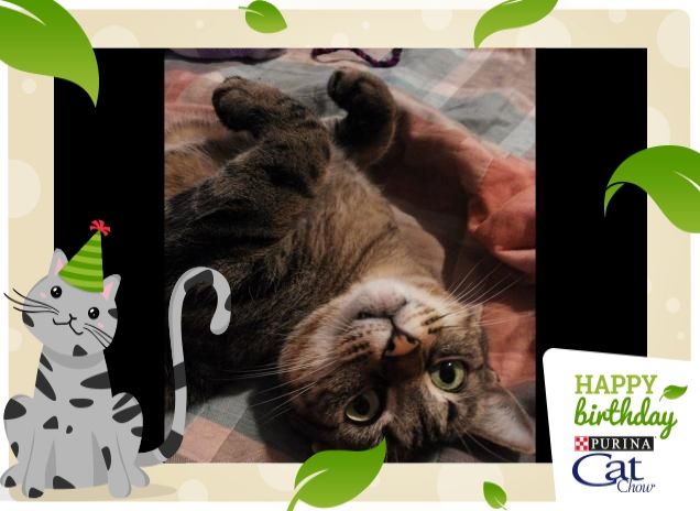 Happy MicioBirthday da Pitù