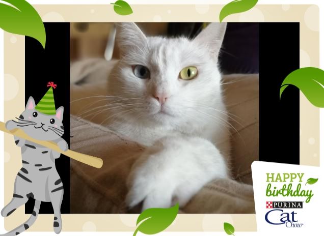 #HappyBirthdayCatChow da Krystal