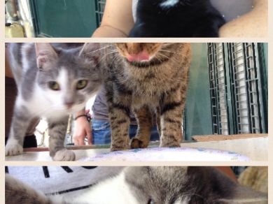 mia-Luna-zlatan-theodore