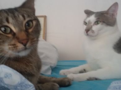 Oliver- Joe Peliosino