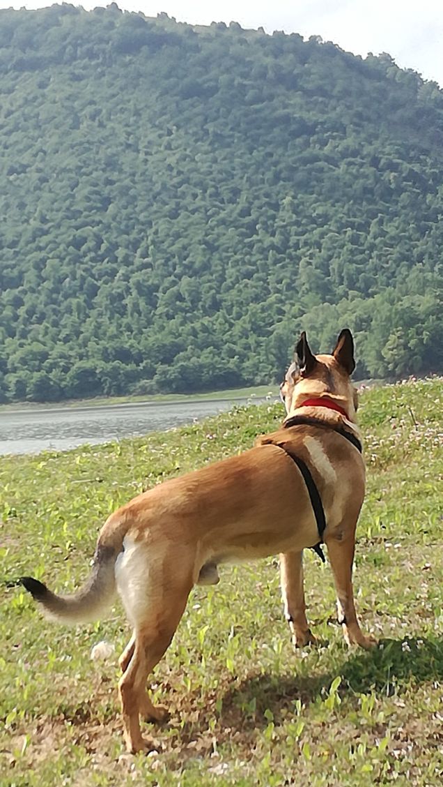 Un grande prato verde1