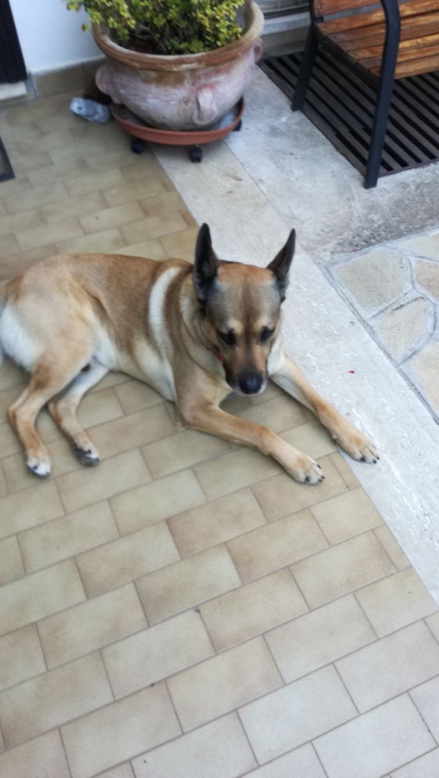 In spring birds sing a lot