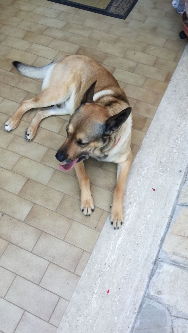  enjoy playing with this dog