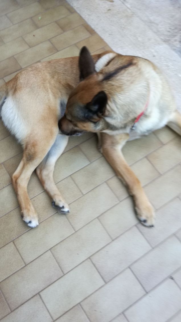 There is a fire in the forest