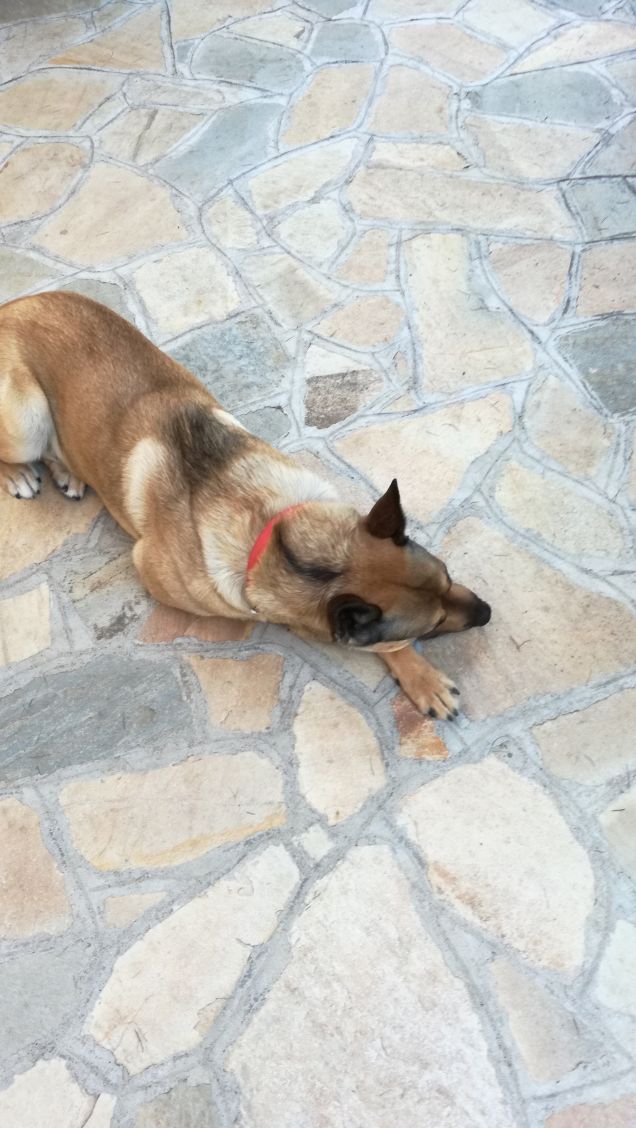 Birds sing early in the morning